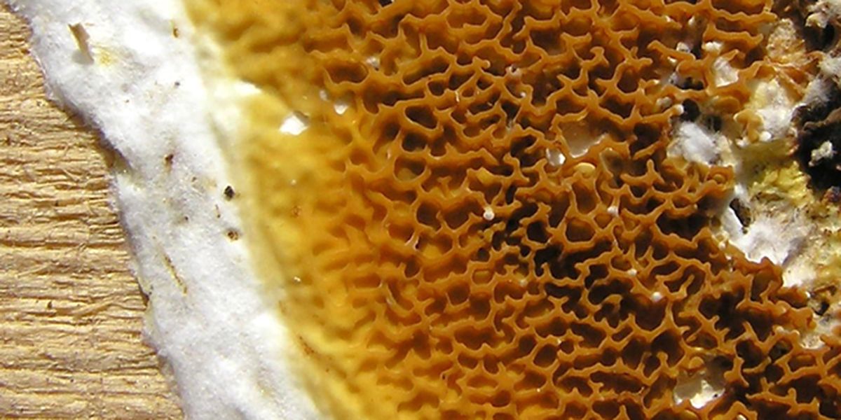 Lutter contre la mérule : guide pratique pour assainir votre maison