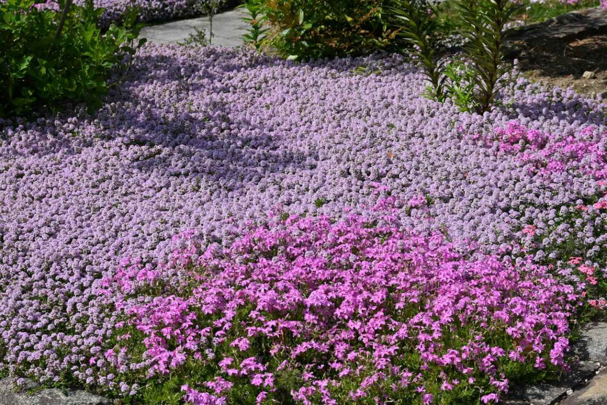 une solution élégante pour un jardin sans entretien avec le serpolet