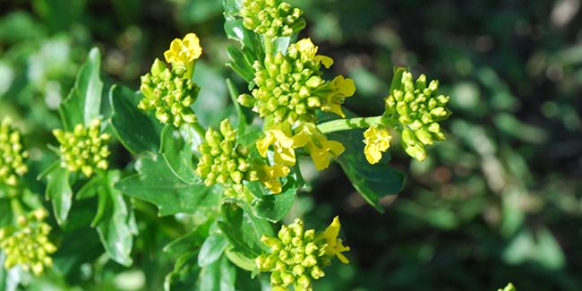 Les secrets de l'herbe de Sainte Barbe