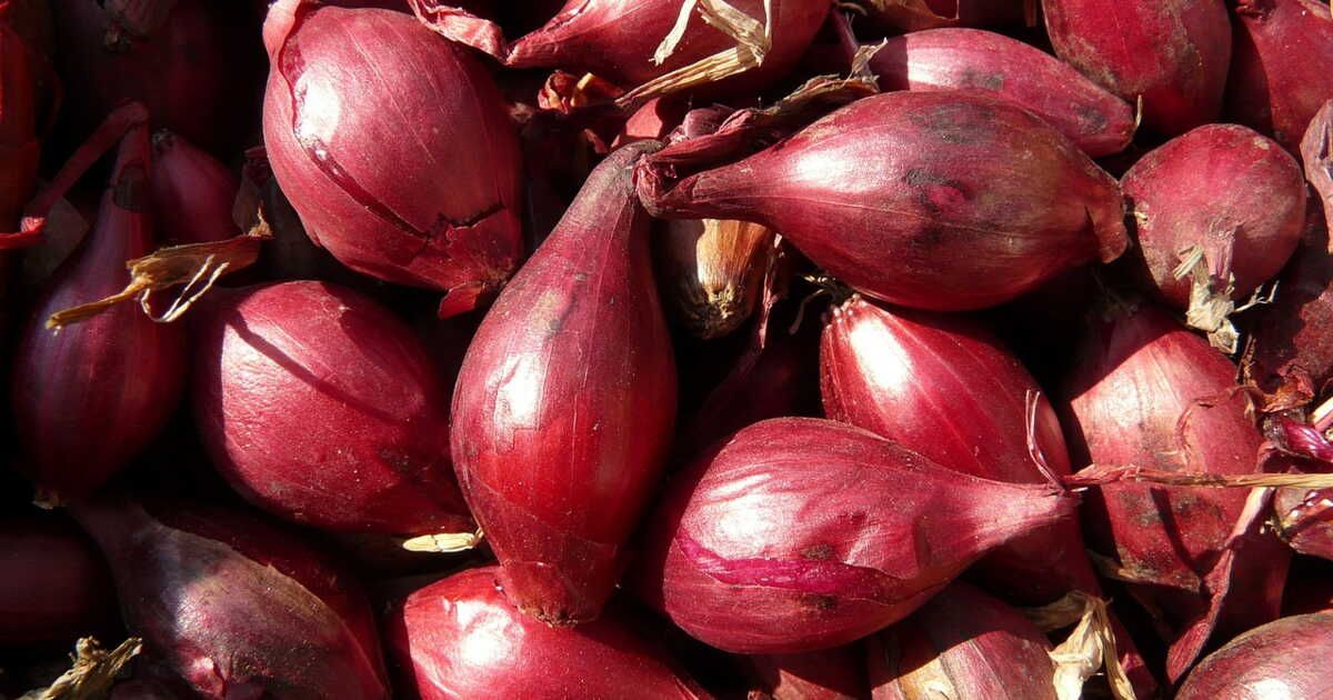 Quand planter l’échalote pour en avoir tout l’hiver ?