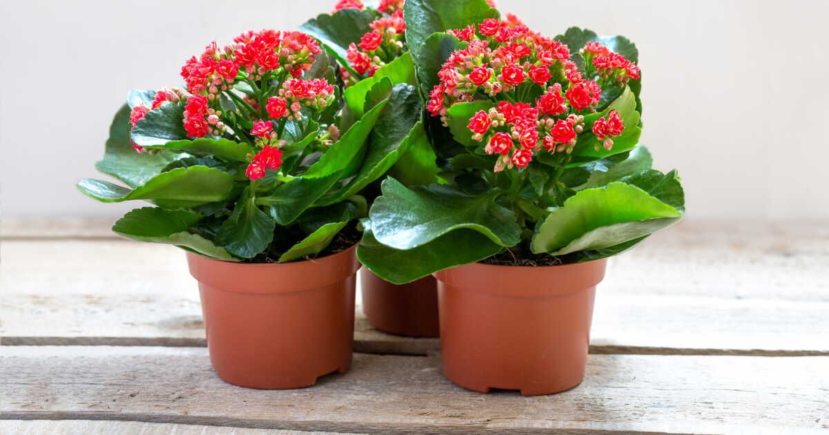 5 idées de plantes grasses à fleurs pour embellir votre intérieur