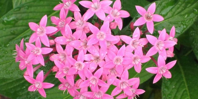 Bouquet d'étoiles (Pentas lanceolata)