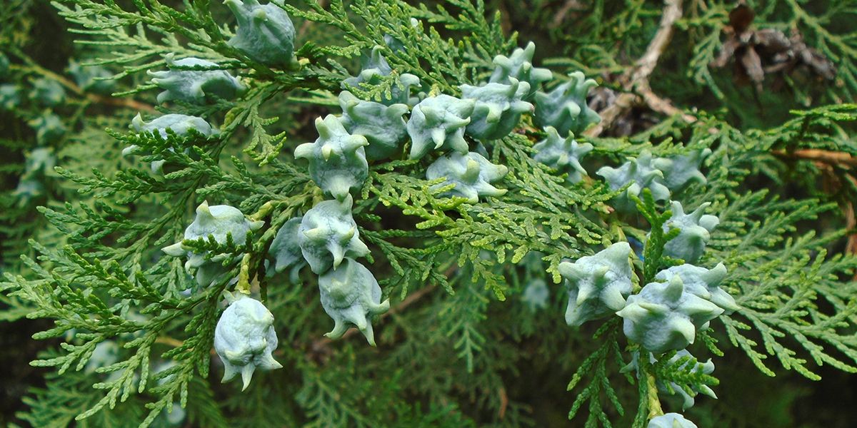 Les secrets du thuya : guide complet pour une plantation et un entretien réussis