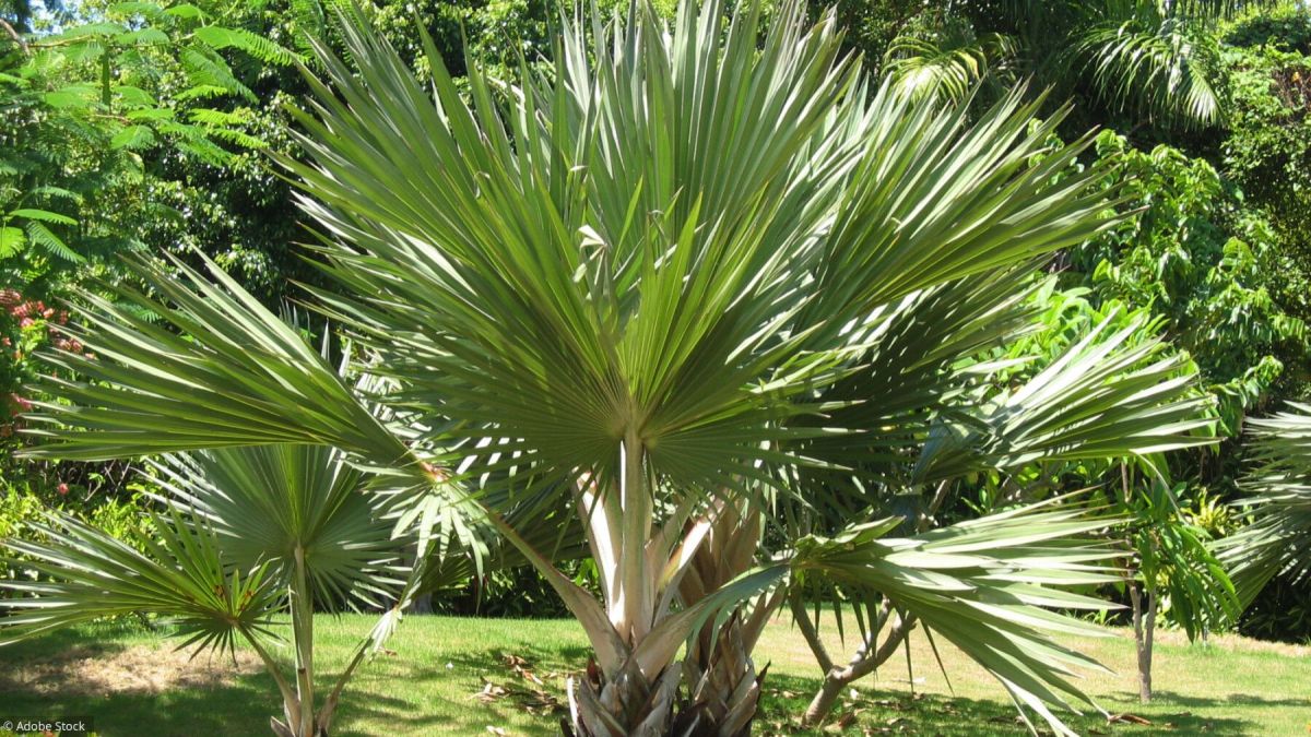 ajoutez une touche d'exotisme à votre jardin avec un palmier