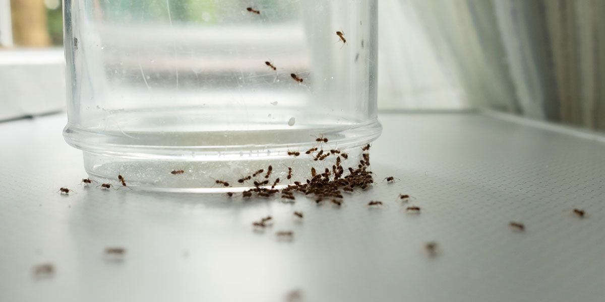 fabriquer ses propres répulsifs naturels contre les fourmis