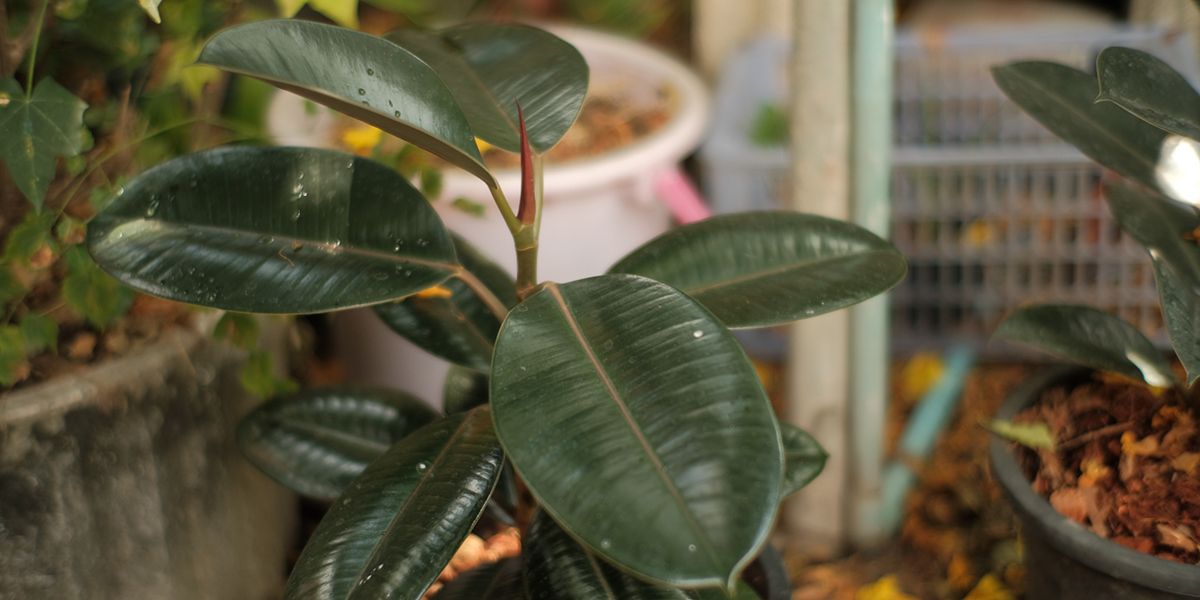 Caoutchouc : la plante d’intérieur au charme intemporel
