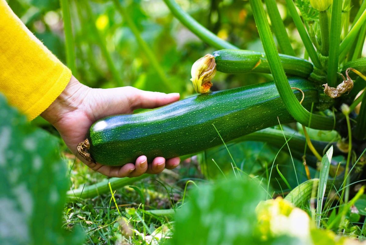 Un rituel sicilien révolutionne la culture des courgettes