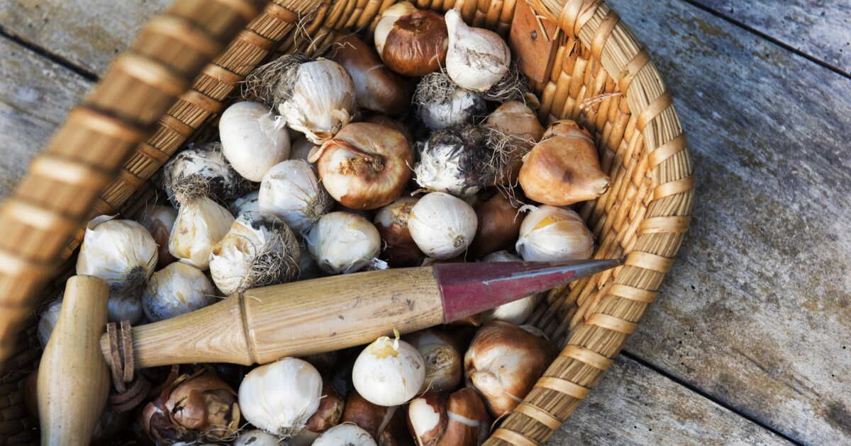 Cultiver un jardin aromatique : planter ail et oignons facilement