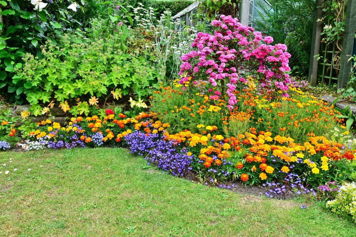 Découvrez la fleur qui illuminera votre jardin sans effort