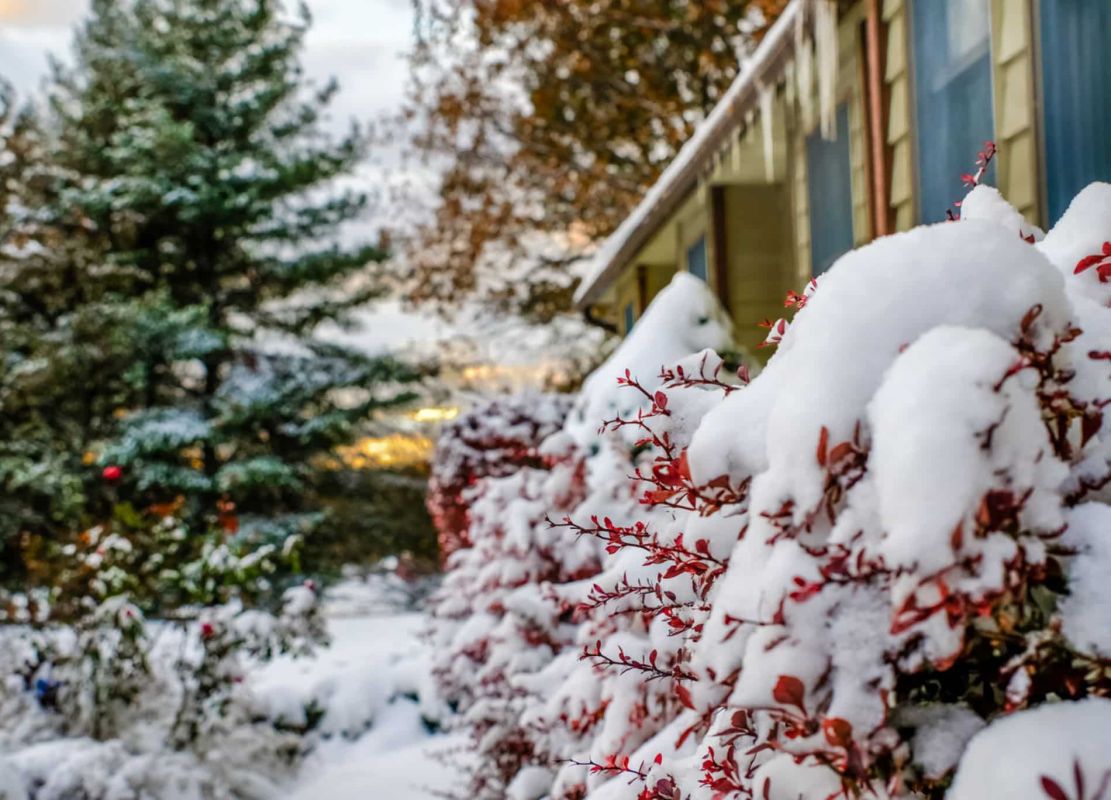 Noël, le moment idéal pour chouchouter vos arbres fruitiers
