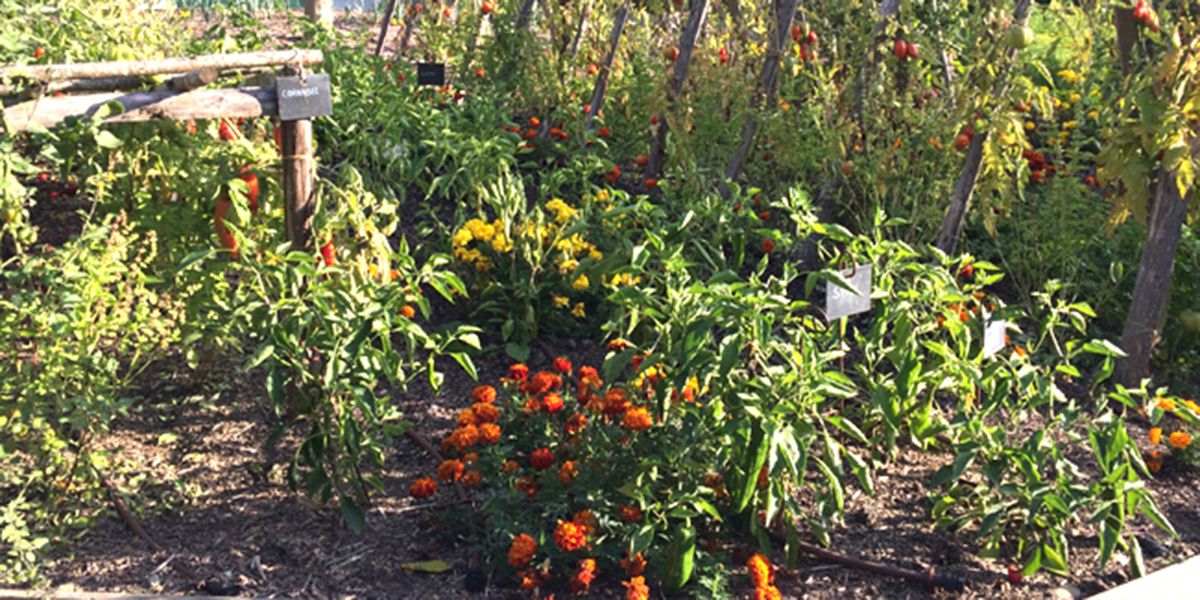 l’art du compagnonnage au potager : associer fleurs et légumes pour un jardin harmonieux