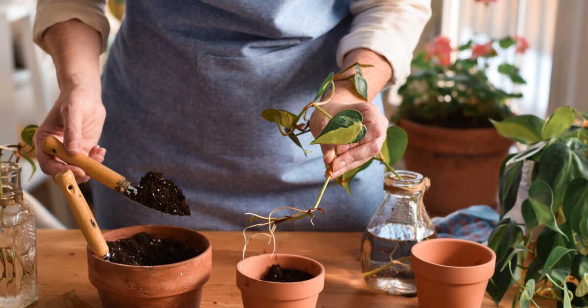 Démultipliez vos plantes en toute simplicité avec les boutures