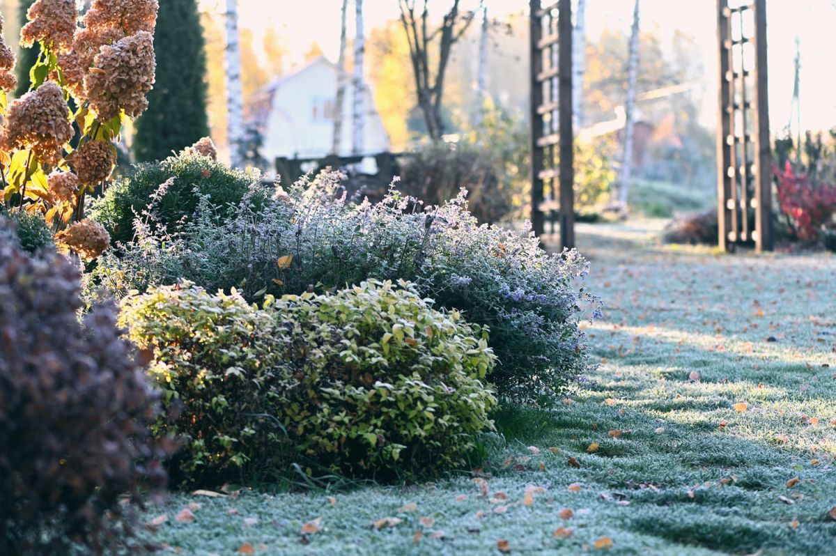 Décembre au jardin : les jours essentiels à ne pas manquer