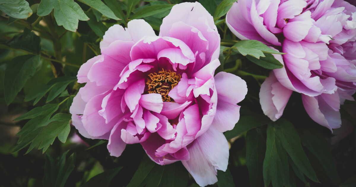 Le guide essentiel pour tailler vos pivoines avant l'hiver