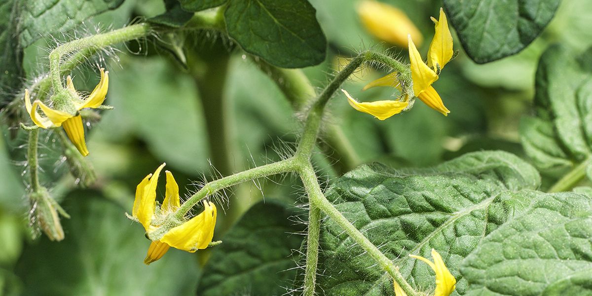 Pourquoi vos tomates fleurissent sans donner de fruits ? Voici les explications