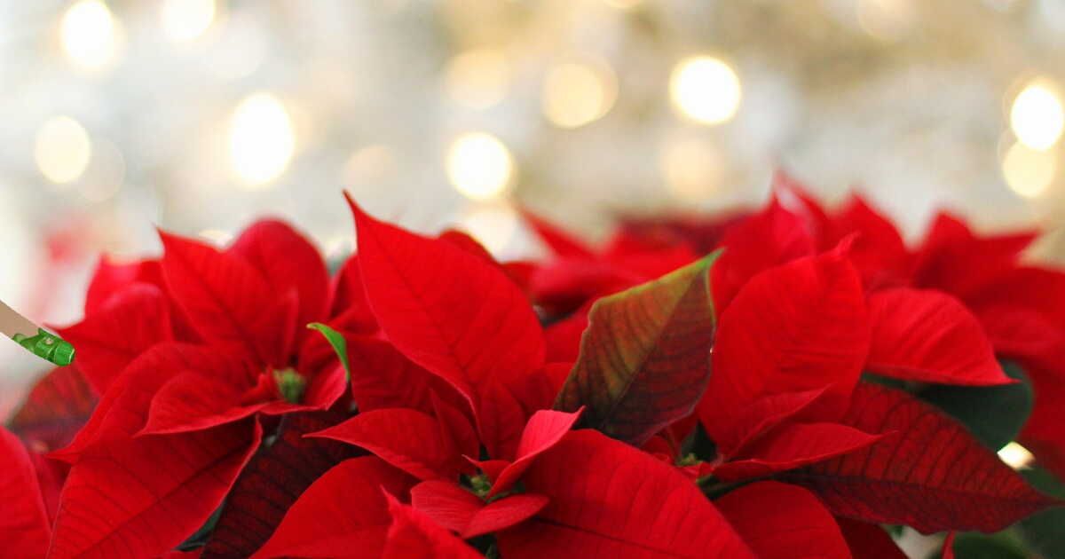 L'étoile de Noël : à la découverte du poinsettia, star des fêtes