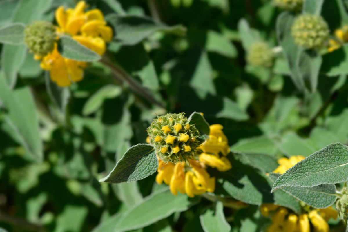 Découvrez la plante parfaite pour un jardin économe en eau