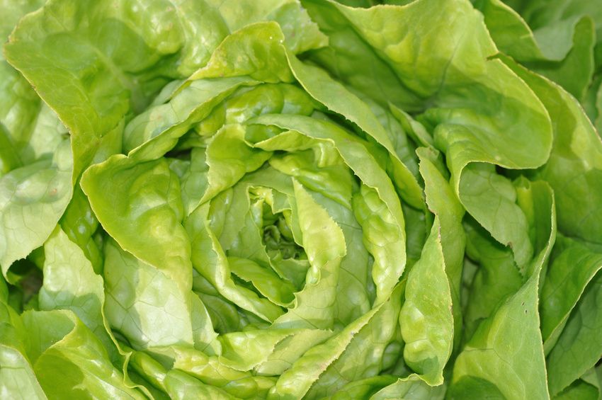 Astuces pour éviter le gaspillage : redonnez vie à vos légumes