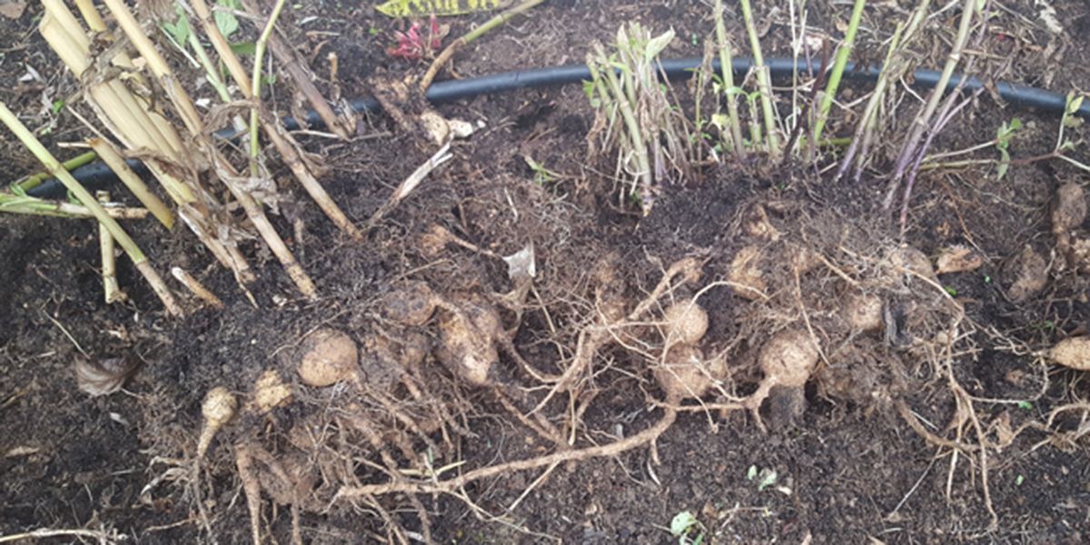 découvrez les 5 bulbes à déterrer avant l'hiver pour un jardin resplendissant