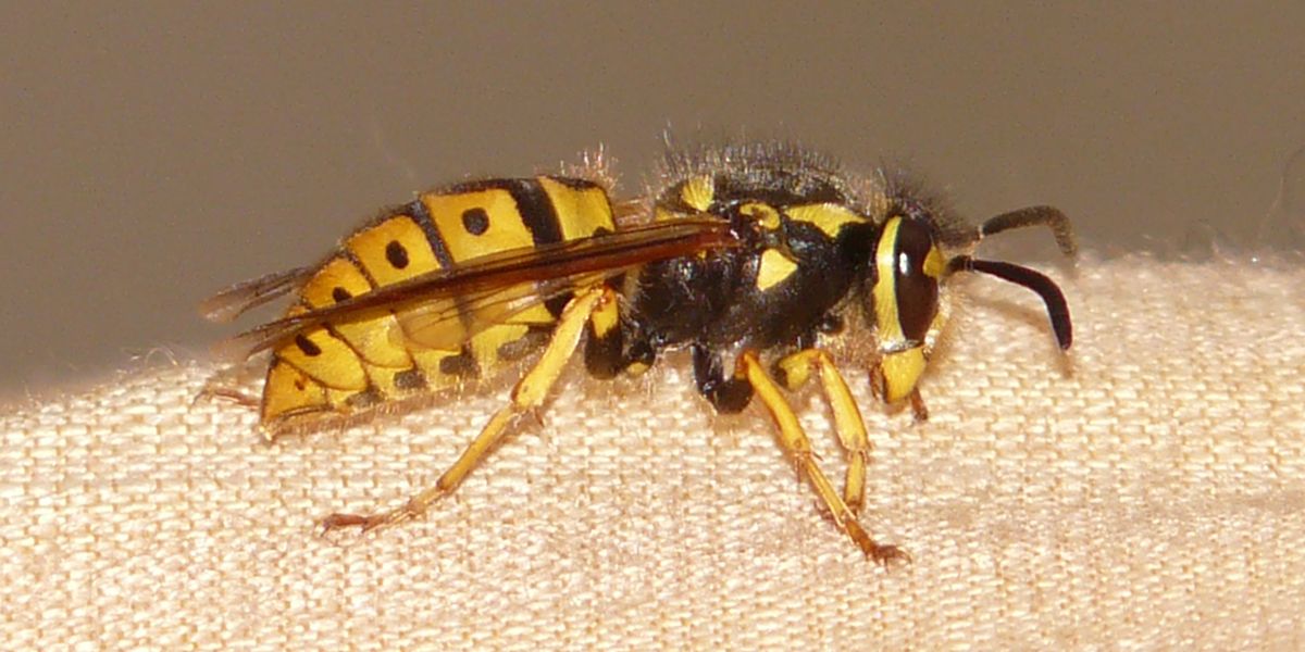 7 remèdes naturels pour apaiser une piqûre de frelon