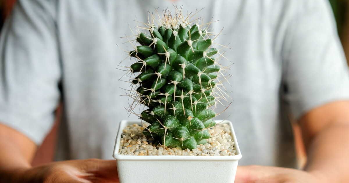 Les secrets d'un cactus en pleine forme : quand et comment arroser ?