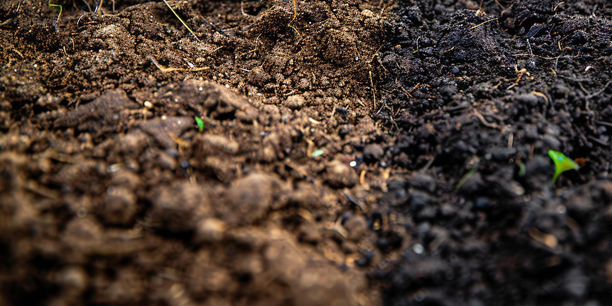 pourquoi laisser la terre à nu dans votre jardin peut compromettre sa santé