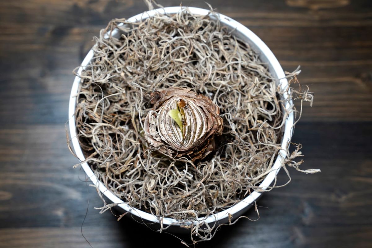 La plante à avoir pour un Noël fleuri : amaryllis