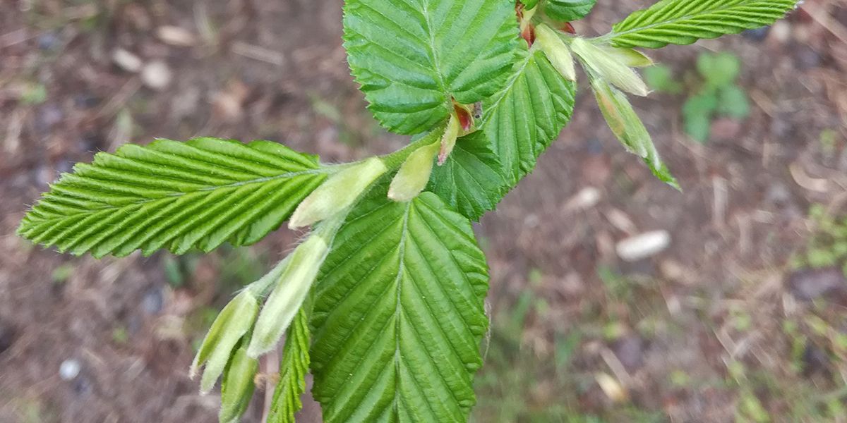 Le charme commun : un arbuste incontournable pour vos haies de jardins
