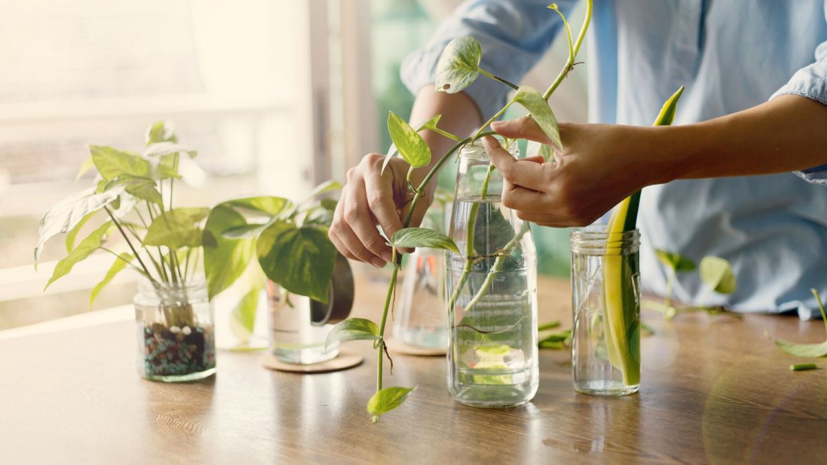 Multiplier vos plantes avec succès : le bouturage dans l'eau