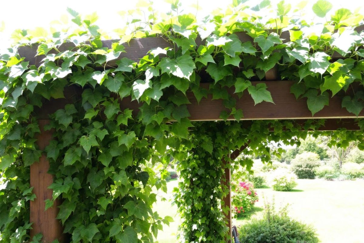 Transformez votre jardin cet été avec un brise-soleil végétal
