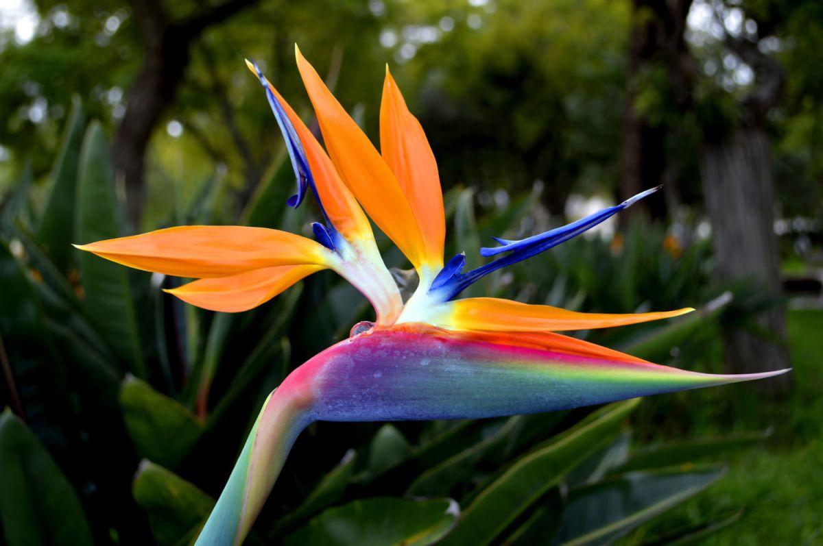Plantes aux noms d'animaux : un voyage botanique coloré