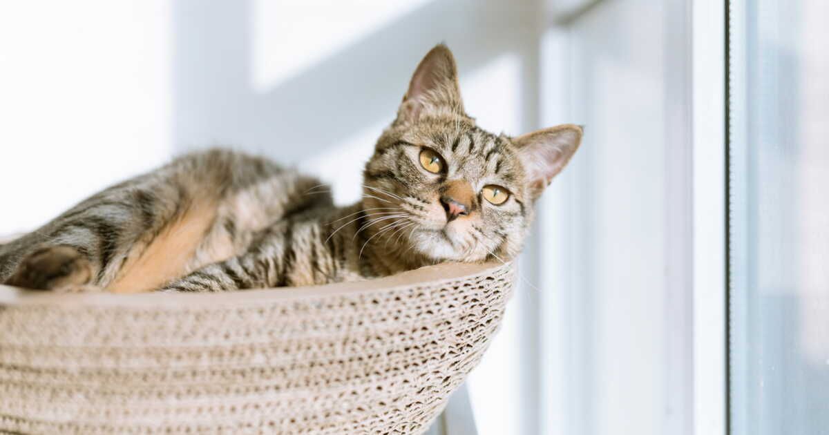 Créez une table basse griffoir pour chat à moins de 60 euros