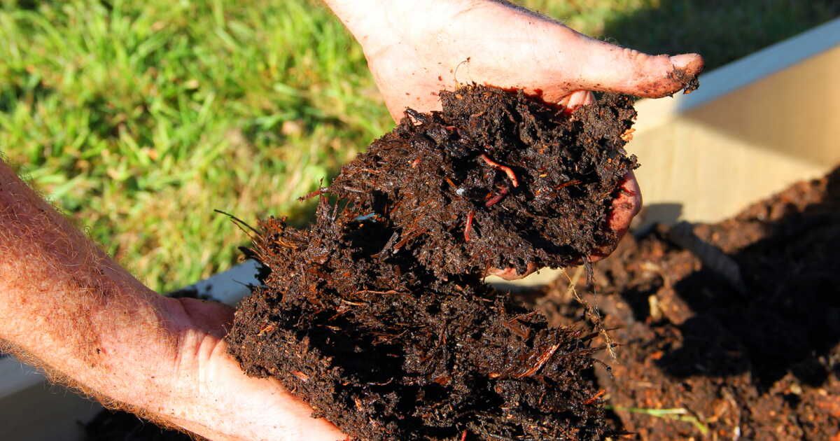 l'art du lombricompostage : un geste pour la planète à portée de main