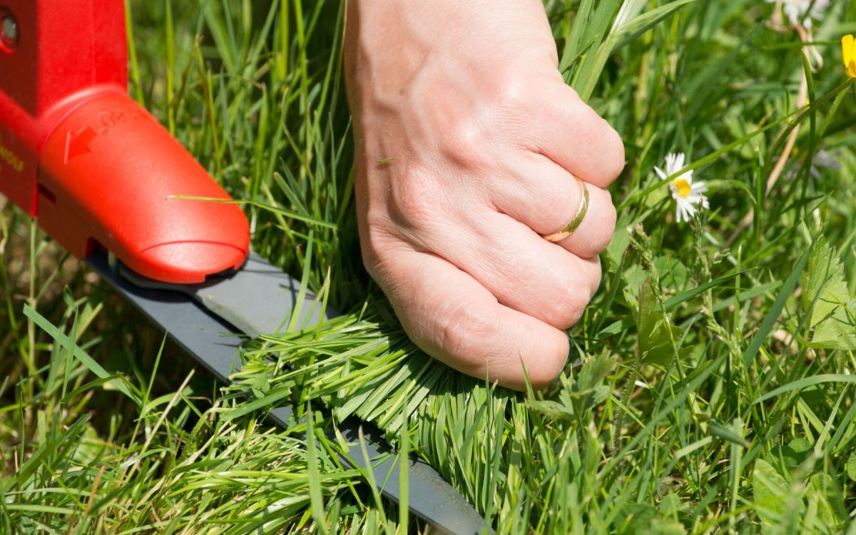 Désherbage au naturel : des solutions bio pour dire adieu au glyphosate