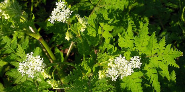 Cerfeuil musqué (Myrrhis odorata) : un trésor aromatique à redécouvrir