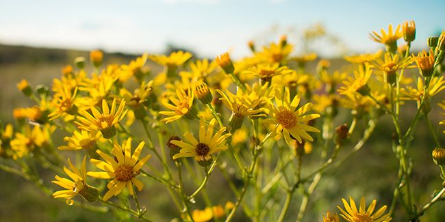 les séneçons : des plantes toxiques aux grandes capacités d'envahissement