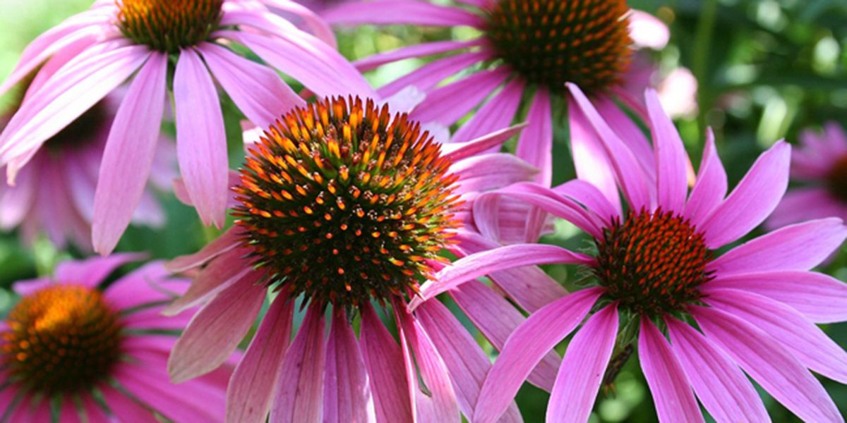 L'échinacée pourpre : la vivace incontournable des jardins