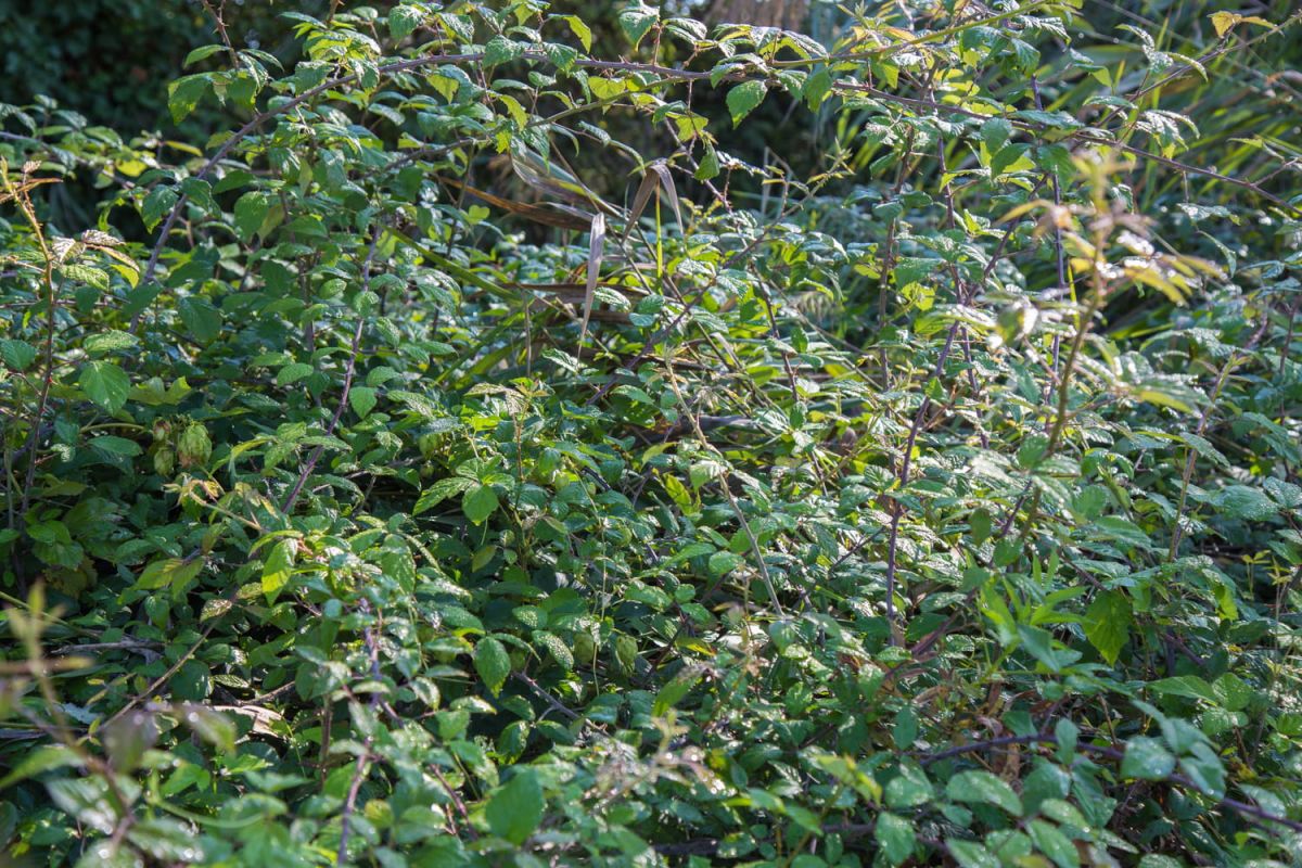 Se débarrasser des ronces naturellement : 7 méthodes infaillibles