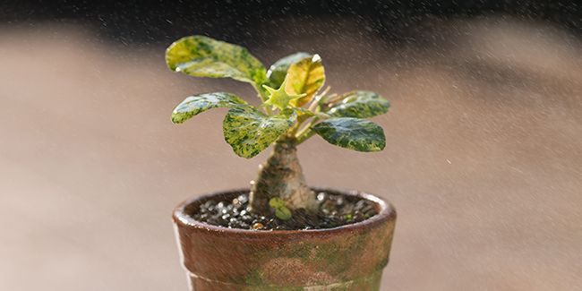 Dorstenia foetida : une succulente aux fleurs vertes fascinantes