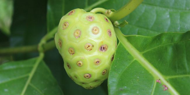 Les propriétés controversées du jus de noni : entre promesses et réelles vertus