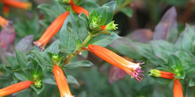 Plante cigarette (Cuphea ignea) : la fleur qui enflamme les jardins