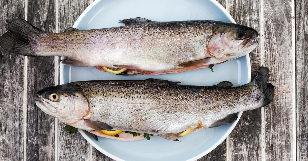 L'ikejime : la méthode japonaise qui transforme la pêche