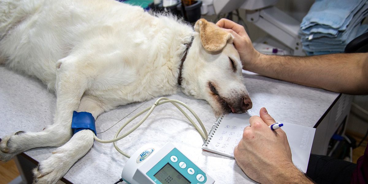 L'assurance santé pour chien, une protection optimale pour votre compagnon