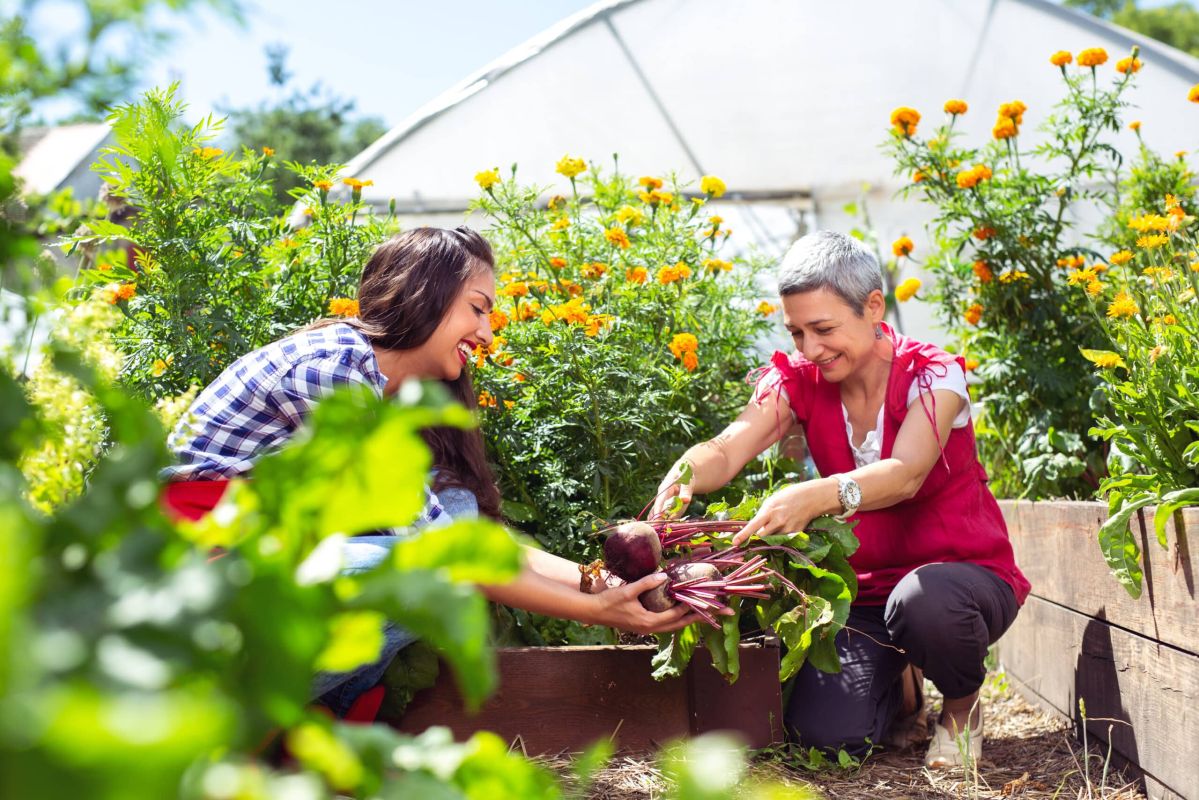 les 6 légumes d'été à récolter impérativement en août