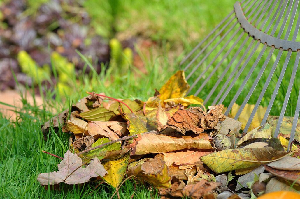 transformez vos feuilles mortes en trésor pour le jardin