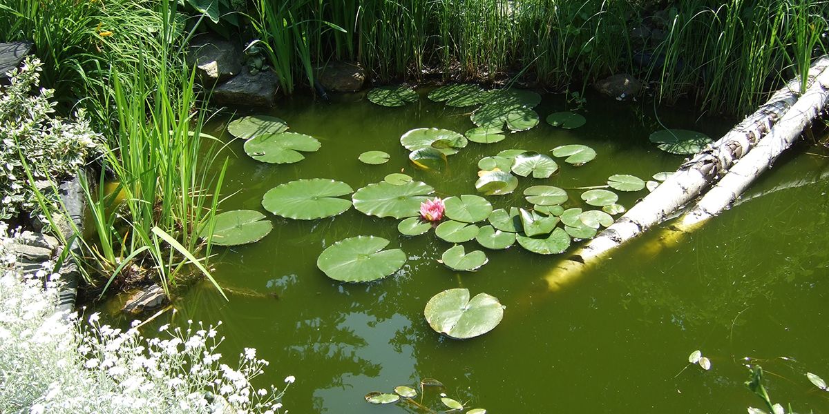 Les secrets d'une installation réussie de bassin de jardin