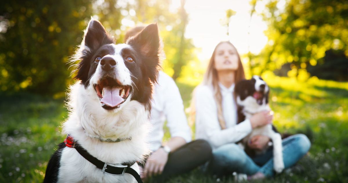 trouver le chien idéal : le guide ultime pour votre futur compagnon