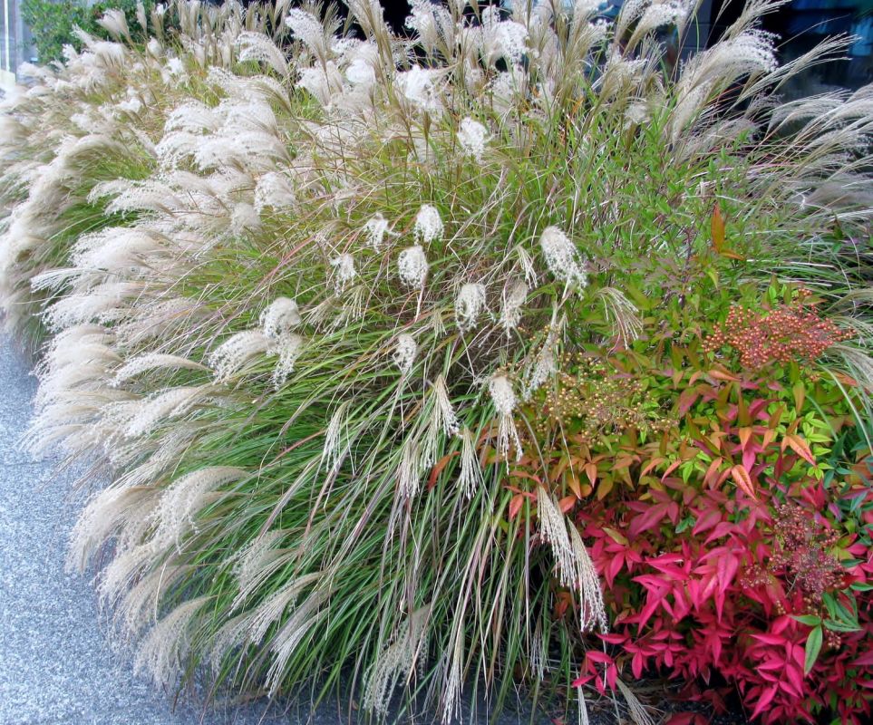 Miscanthus : plantation, taille, utilisation et variétés