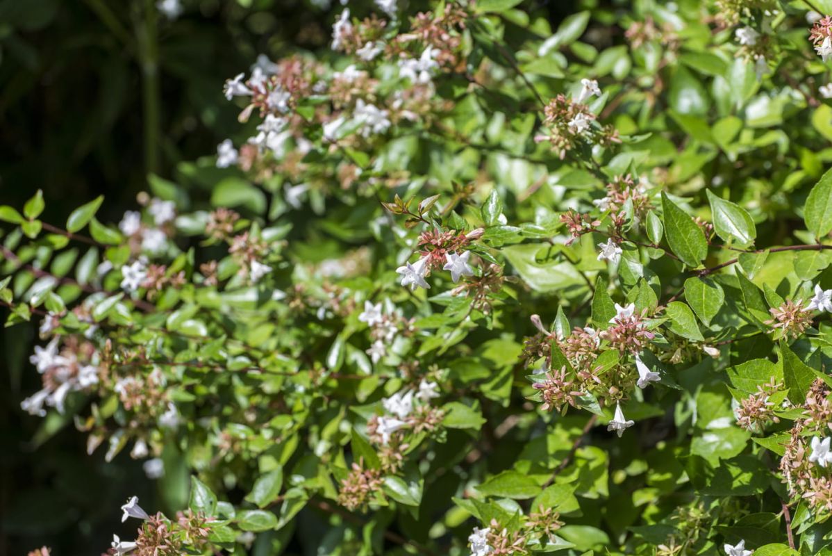 Les plantes à feuillage semi-persistant