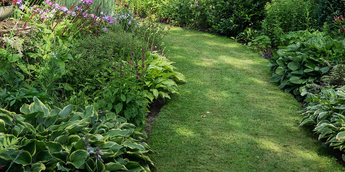 plantes idéales pour les sols humides : un jardin luxuriant